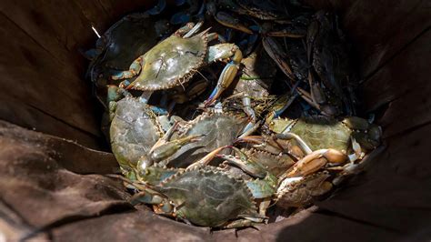  アリミノウミウサギ、その意外な生態と魅力に迫ろう！貝殻は住処？それともファッションアイテム？