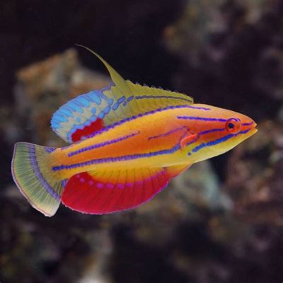  ハチドリウオ！この鮮やかな魚は、宝石のように輝く水中の世界を彩る！